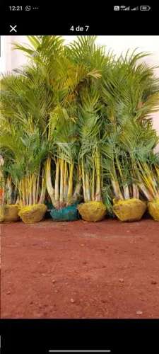 ARECA BAMBU 1,50 metros 150,00 a unidade. 