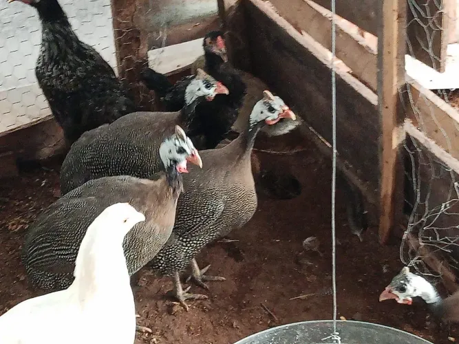 Picota 