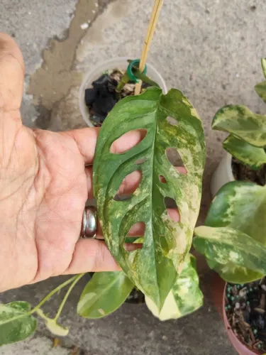 Vendo plantas variegata
