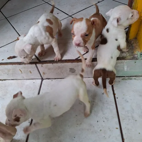 Filhote  Pitbull puro