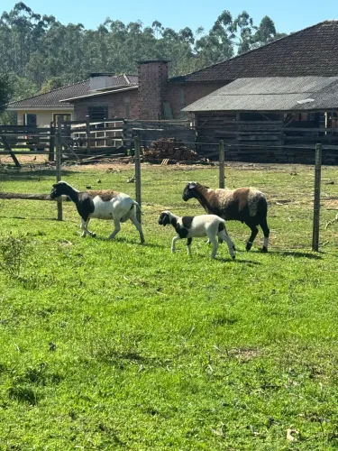 Vendo Carneiro e ovelha santa Inês.