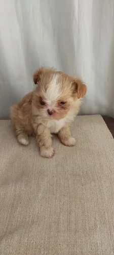 Filhote Shih Tzu