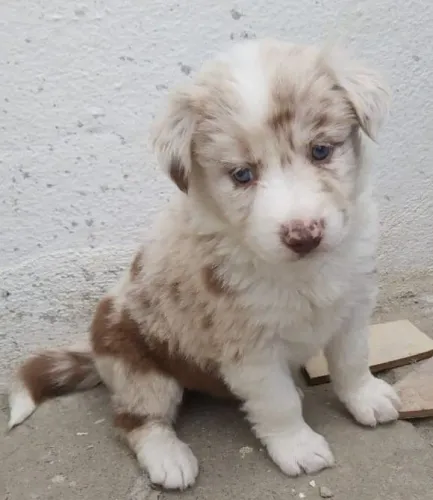 Filhotes de Border Collie talento surpreendente !