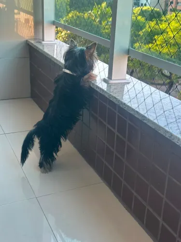 ? Vende-se Lindo Filhote de Yorkshire! ?