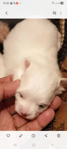 LULU POMERANIA