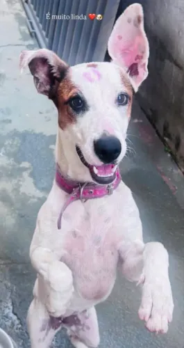 Doa-se cachorra