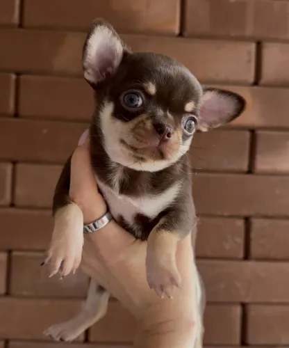Chihuahuas fêmeas