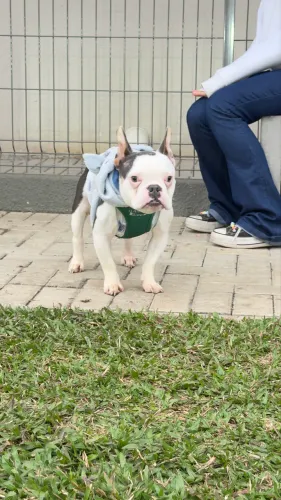 Doação Exotic bully