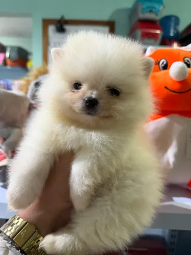 Baby Spitz alemão Ursinho anão 