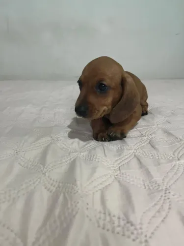 Filhotes de Dachshund