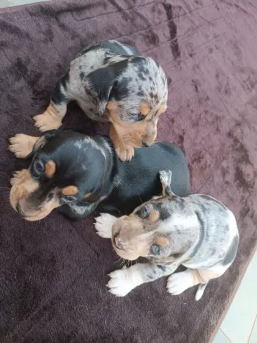 Filhotes de bassê dachuster