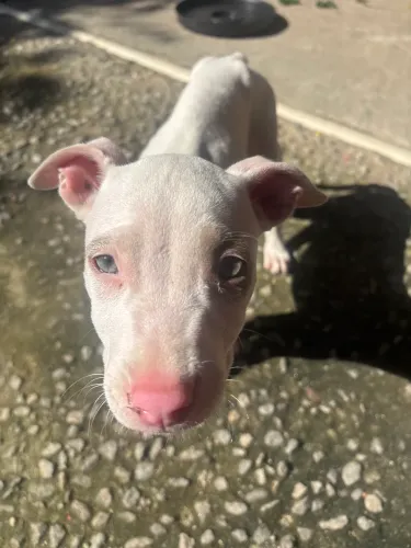 American pitbull terrier fêmea 