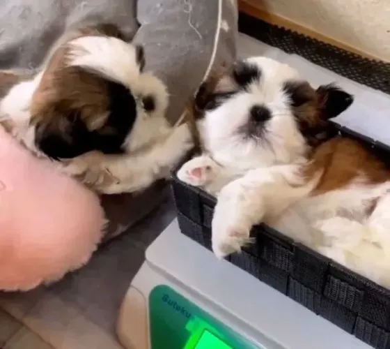 Shih Tzu ainda não achou o que procura? me chama aqui