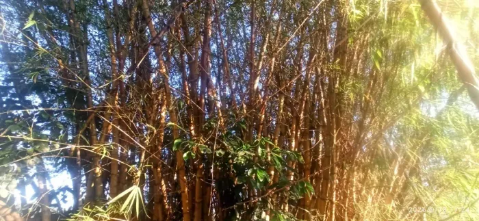 Procuro pessoa para cortar bambuzal em quintal