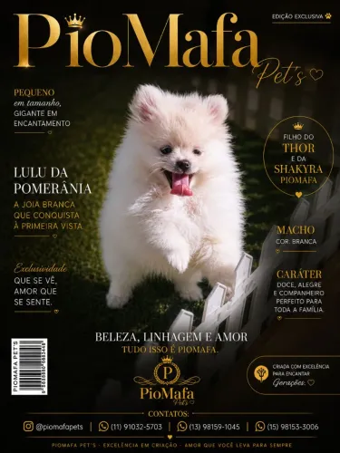 Lulu da Pomerânia Macho