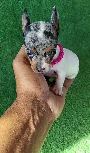 Pinscher exótico Merlin Black fêmea