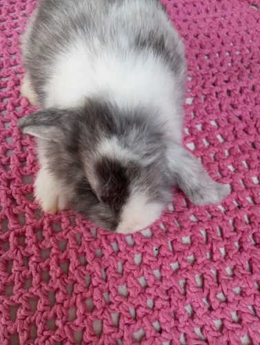 COELHINHAS MINI LOP À VENDA - R$ 125 CADA