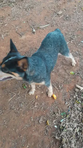 Blue heeler acasalamento 