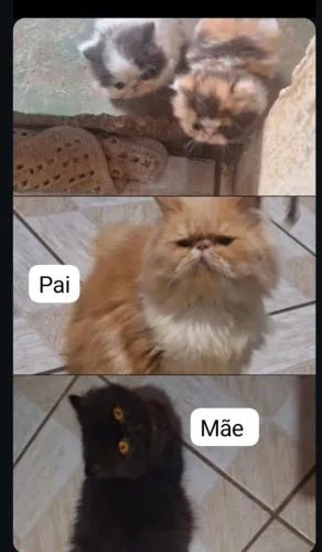 Gato persa exótico