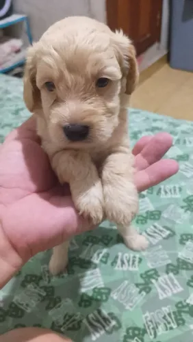 Cachorro puldle número 2