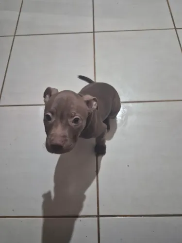 Pitbull