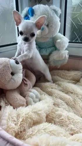 Chihuahua branco com seus ursinhos brancos 