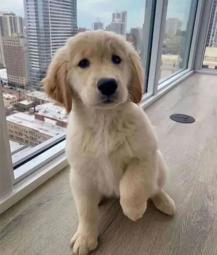 Filhote Golden Retriever, O presente mais especial que você pode se dar!