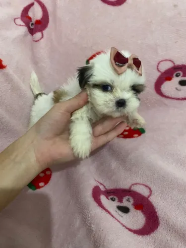 Shih-tzu com 48 dias vacinado