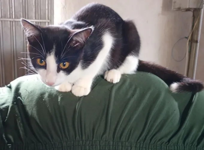 Doa-se gato com urgência 