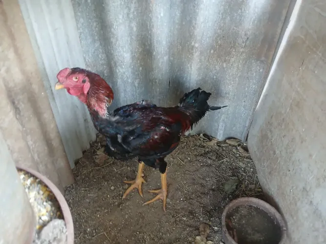 Vendo lindo frango gigante para reprodutor