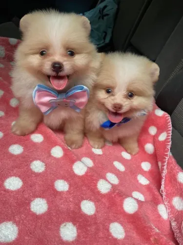 Lulu da Pomerânia 