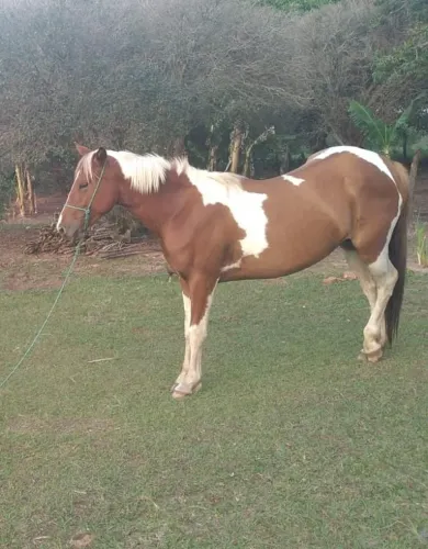 Égua quardemilha