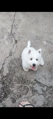Filhote de weste terrier 