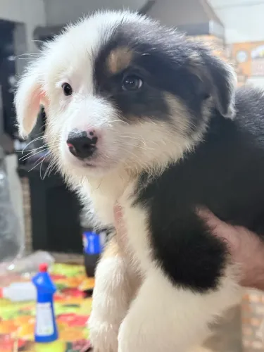 Border Collie