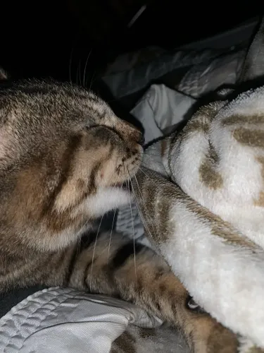 Duas gastas fêmeas