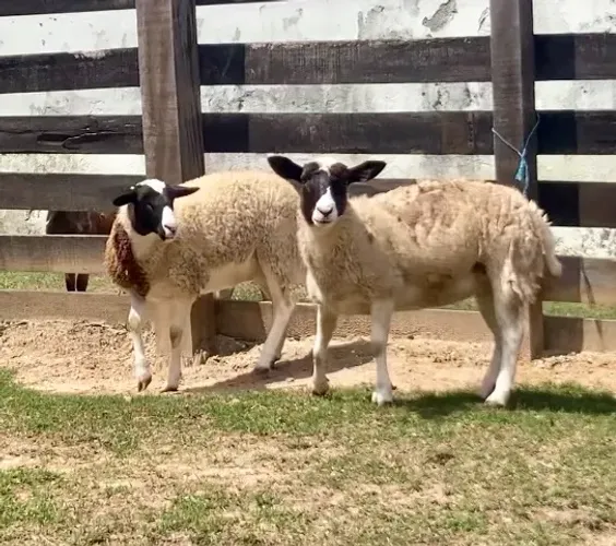 Duas Carneiras Ovelha Borrega Dorper Mascaradas