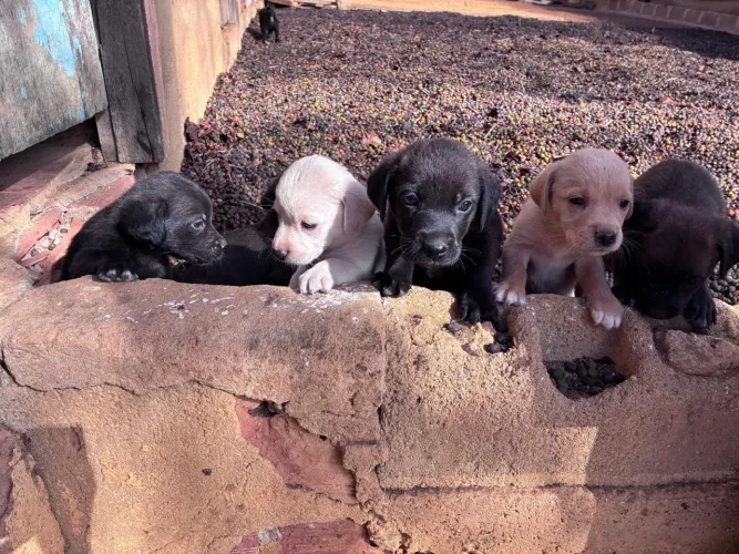 Doação de cães filhotes