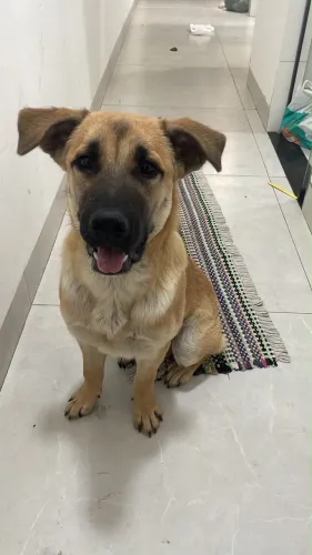 Doação de cachorro vira lata