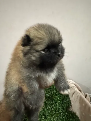 Spitz Alemão