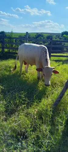 Garrote genética de pulo Longhorn e vaga cruzada 