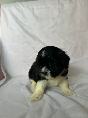 Shitzu 1000 fêmea 900 macho 