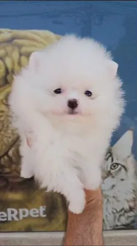 Spitz alemão macho branco enviamos até você.