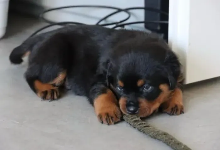 Filhotes de Rottweiler | Filhote cheio de energia.