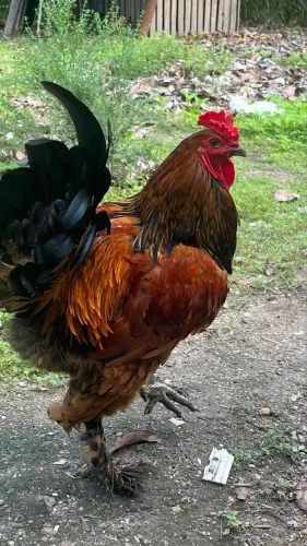 Galo Brahma 