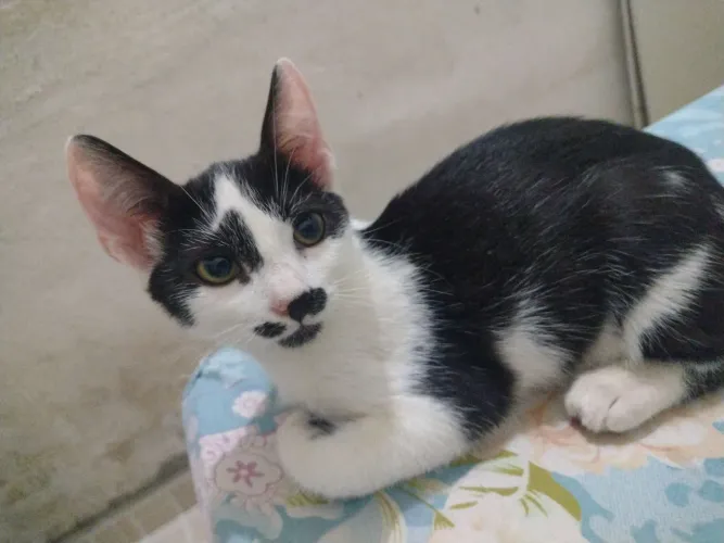 gatos pra doar