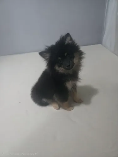 Lulu da pomerania Black and Tan
