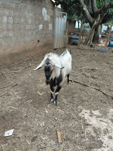 Cabras e bodes