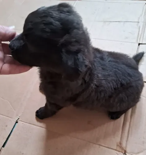 Poodle Miniatura Fêmea 