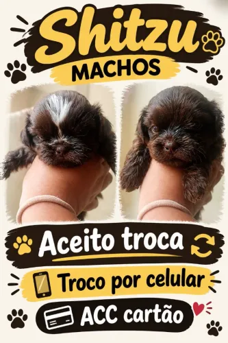 Shitzu fígado chocolate fucinho marrom raro machos