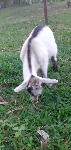 Vendo Lindo Cabritinho R$ 300